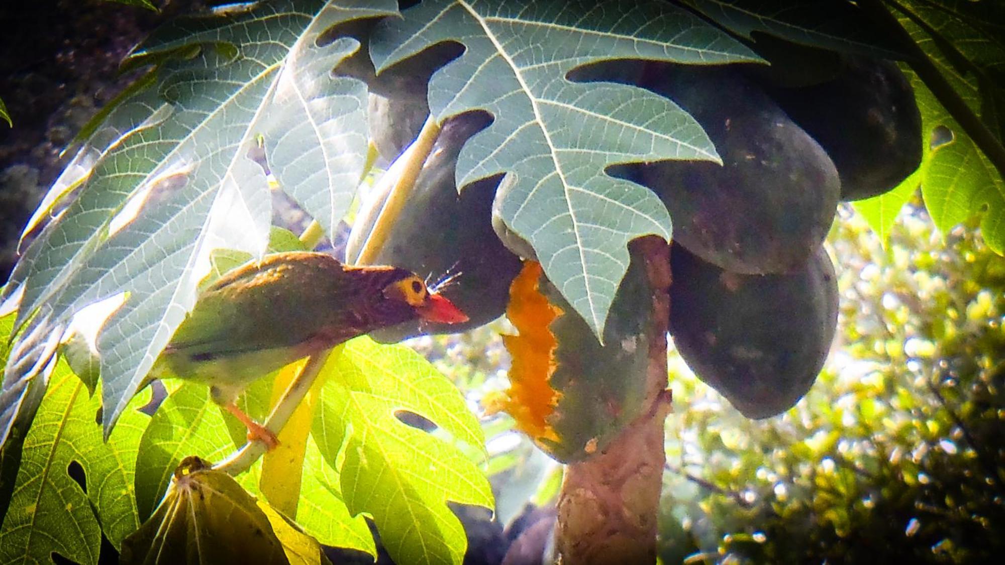 Singharaja Garden Agro Eco Lodge Pelawatta  Luaran gambar