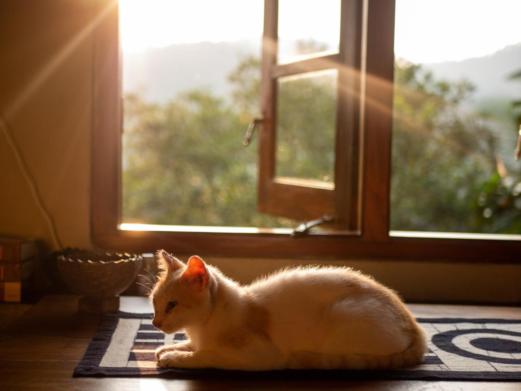 Singharaja Garden Agro Eco Lodge Pelawatta  Luaran gambar
